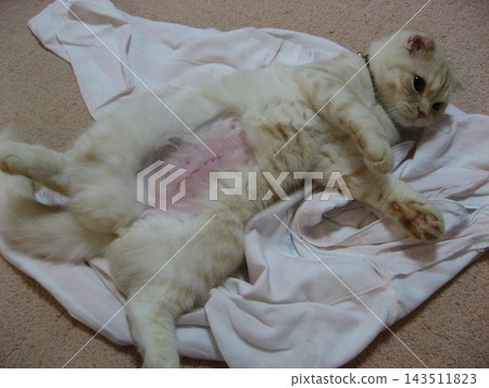 Cat after surgery Cat after surgery 143511823