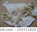 Cat after spaying surgery 143511824