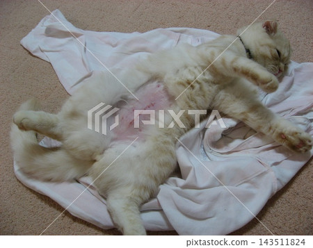 Cat after spaying surgery Cat after spaying surgery 143511824