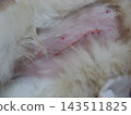 Postoperative cat 143511825