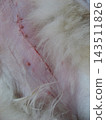 cat after surgery 143511826