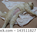 Cat recovering after spaying surgery 143511827