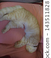 Lying cat 143511828