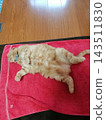 A tabby cat with its belly exposed 143511830