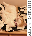 A calico cat sleeping soundly in a hammock. 143511831