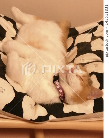 A calico cat sleeping soundly in a hammock. A calico cat sleeping soundly in a hammock. 143511831