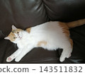 Calico cat lying down 143511832