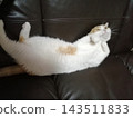 A calico cat purring 143511833