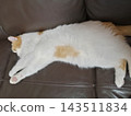 A calico cat sleeping stretched out 143511834