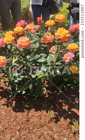 盛開著五彩繽紛玫瑰的花壇，展現了初夏花園的迷人景色。 143511987