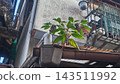 建築物雨水槽上長著植物，還有黑紫色的漿果。 143511992