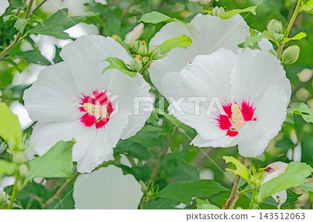 The wildflowers around the house, a variety of seasons: Beautiful white and pink hibiscus flowers have begun to bloom in the park in early summer. The wildflowers around the house, a variety of seasons: Beautiful white and pink hibiscus flowers have begun to bloom in the park in early summer. 143512063