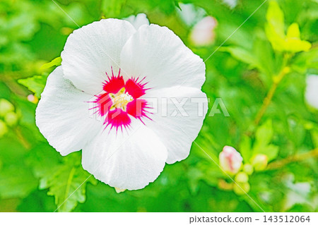 The wildflowers around the house, a variety of seasons: Beautiful white and pink hibiscus flowers have begun to bloom in the park in early summer. The wildflowers around the house, a variety of seasons: Beautiful white and pink hibiscus flowers have begun to bloom in the park in early summer. 143512064