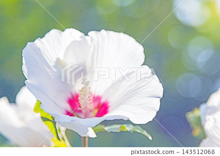 The wildflowers around the house, a variety of seasons: Beautiful white and pink hibiscus flowers have begun to bloom in the park in early summer. The wildflowers around the house, a variety of seasons: Beautiful white and pink hibiscus flowers have begun to bloom in the park in early summer. 143512068