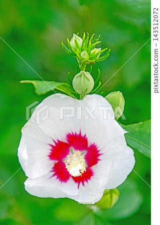 The wildflowers around the house, a variety of seasons: Beautiful white and pink hibiscus flowers have begun to bloom in the park in early summer. The wildflowers around the house, a variety of seasons: Beautiful white and pink hibiscus flowers have begun to bloom in the park in early summer. 143512072