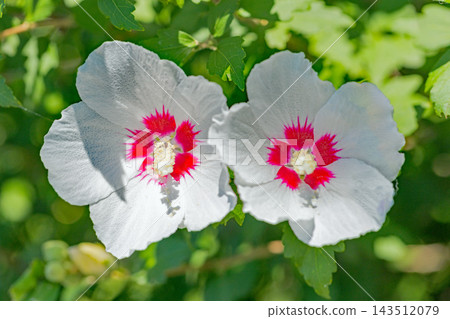 The wildflowers around the house, a variety of seasons: Beautiful white and pink hibiscus flowers have begun to bloom in the park in early summer. The wildflowers around the house, a variety of seasons: Beautiful white and pink hibiscus flowers have begun to bloom in the park in early summer. 143512079