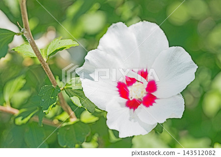 The wildflowers around the house, a variety of seasons: Beautiful white and pink hibiscus flowers have begun to bloom in the park in early summer. The wildflowers around the house, a variety of seasons: Beautiful white and pink hibiscus flowers have begun to bloom in the park in early summer. 143512082