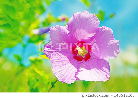 The wildflowers around the house, a variety of seasons: Beautiful white and pink hibiscus flowers have begun to bloom in the park in early summer. The wildflowers around the house, a variety of seasons: Beautiful white and pink hibiscus flowers have begun to bloom in the park in early summer. 143512103