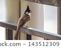 A red whiskered bulbul black crest white cheek red face patch brown wings long tail perches metal railing its beak open against softly blurred pale indoor background 143512309