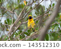 An Asian golden weaver bright yellow plumage dark face pointed bill brown wings perches among slender branches green leaves while softly blurred background frames the bird 143512310