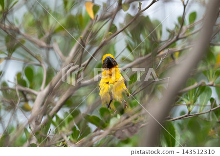An Asian golden weaver bright yellow plumage dark face pointed bill brown wings perches among slender branches green leaves while softly blurred background frames the bird An Asian golden weaver bright yellow plumage dark face pointed bill brown wings perches among slender branches green leaves while softly blurred background frames the bird 143512310