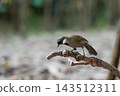 A black throated laughingthrush white cheek patches dark head throat brown wings long tail grips curved branch while looking downward against softly blurred background 143512311