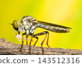 A robber fly large green compound eyes slender wings long segmented abdomen bristly legs rests rough brown bark against bright yellow green background soft natural blur 143512316