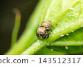 A small fly large compound eyes compact brown body short bristly legs rests the edge of green leaf fine surface hairs visible veins against soft leafy background 143512317