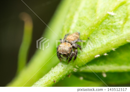 A small fly large compound eyes compact brown body short bristly legs rests the edge of green leaf fine surface hairs visible veins against soft leafy background A small fly large compound eyes compact brown body short bristly legs rests the edge of green leaf fine surface hairs visible veins against soft leafy background 143512317
