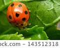 An orange ladybug rounded black spots glossy domed shell tiny legs short antennae rests textured green leaf curled edges visible veins detailed natural closeup 143512318