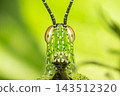 A green grasshopper faces the camera long striped antennae pale compound eyes dotted facial markings slender front legs against soft green background detailed macro view 143512320