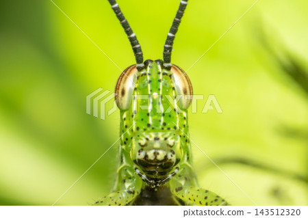 A green grasshopper faces the camera long striped antennae pale compound eyes dotted facial markings slender front legs against soft green background detailed macro view A green grasshopper faces the camera long striped antennae pale compound eyes dotted facial markings slender front legs against soft green background detailed macro view 143512320
