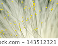White flower filaments rise among soft pale petals tiny yellow pollen bearing anthers scattered across the frame while shallow focus creates delicate softly layered botanical pattern 143512321