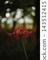 Enchanting red spider lilies emerge from a beautiful, round bokeh background. 143512415