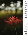 A close-up of a spider lily, its vibrant red color standing out against a dimly lit background. 143512416