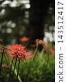 A single red spider lily blooms against a backdrop of clusters of red spider lilies. 143512417