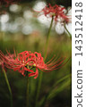 The contrast between the circular bokeh in the background and the green stems of the red spider lilies is beautiful. 143512418