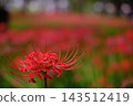 A single red spider lily blooms against the backdrop of a vast field of red spider lilies. 143512419