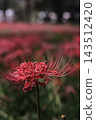 A field of spider lilies stretching out like a red carpet, and a single beautiful flower. 143512420