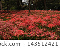 Spider lilies bloom in profusion, forming a vibrant red carpet deep within the grove of trees. 143512421