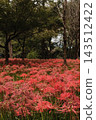 Spider lilies blooming in clusters, creating a beautiful red carpet-like expanse among the trees. 143512422