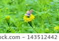 浦波淡水從花朵中吸取花蜜 143512442