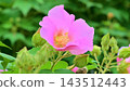淡粉色的木槿花 143512443