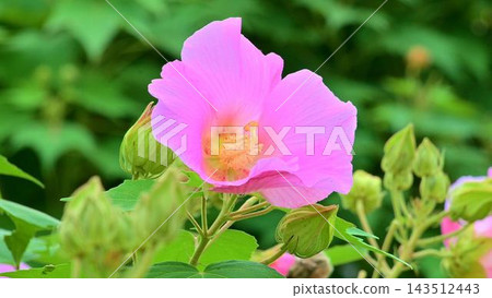 淡粉色的木槿花 淡粉色的木槿花 143512443