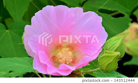 淡粉色的木槿花 淡粉色的木槿花 143512444
