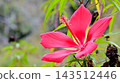 紅色錦葵屬植物花 143512446