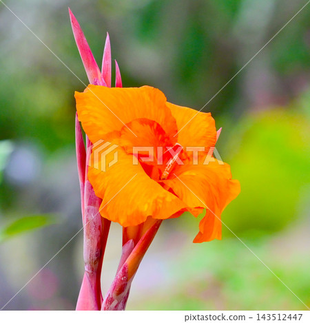 橙色美人蕉花 橙色美人蕉花 143512447