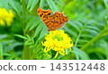 一隻逗號蛺蝶停在一朵黃色的花上，吸食花蜜。 143512448
