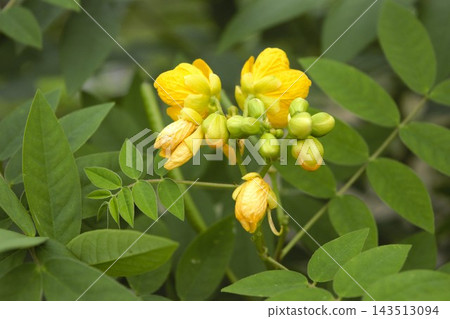 豆科植物的黃色花朵 豆科植物的黃色花朵 143513094