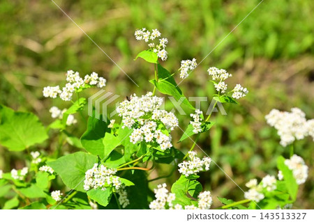 蕎麥花 143513327